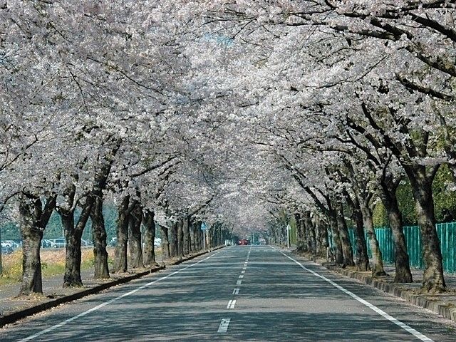 宇都宮で桜開花ですって(*‘∀‘)♪平年より12日早！昨年より1日早！！