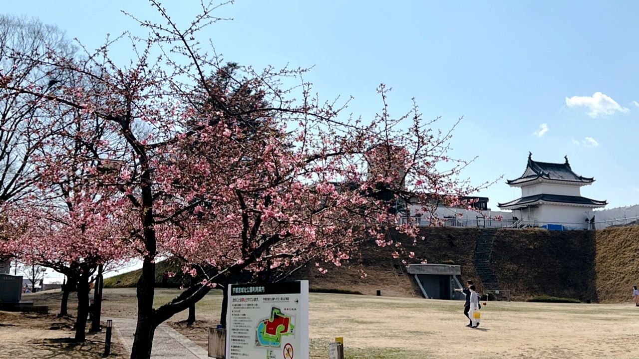 もう咲いてたよ(´∀｀*)宇都宮城址公園、河津桜♡