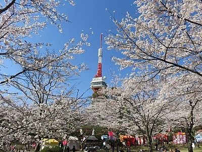 桜だ！花見だ！八幡山だ！今年はいかが(*‘∀‘)？ぼんぼり点灯、出店情報♪